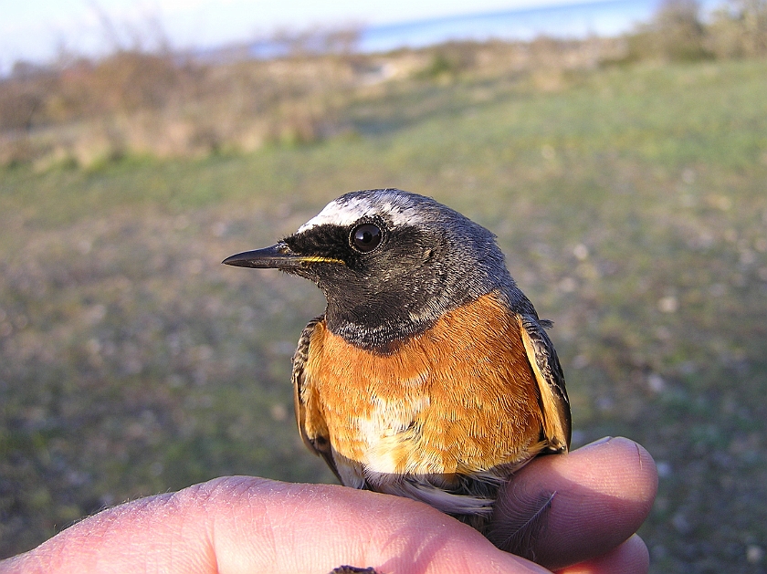 Common Redstart, Sundre 20070505